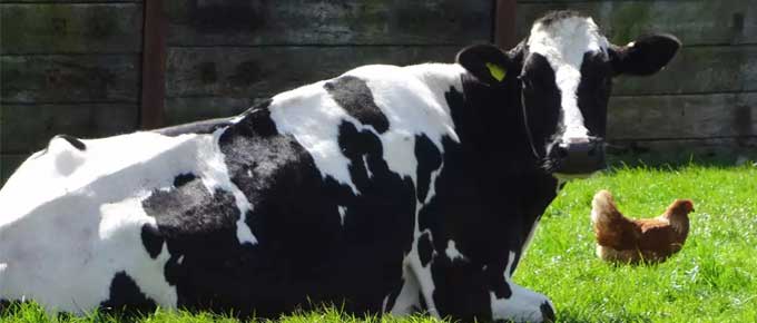 Bird Flu, Cows to Humans