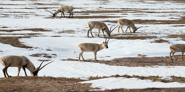 tibet, Chinese scientists, antelope
