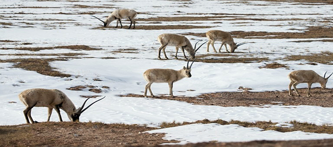 tibet, Chinese scientists, antelope